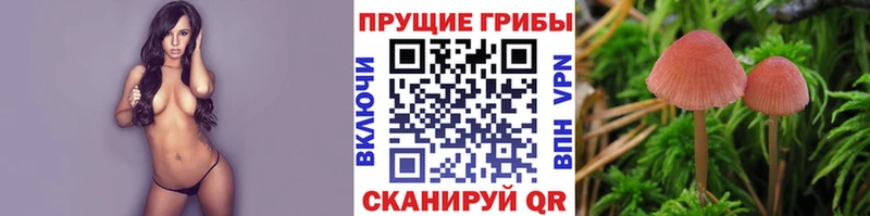 Псилоцибиновые грибы Cubensis  закладки  Макарьев 